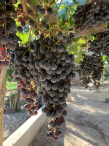 Racimo de Criolla Chica, bodega Familia Niven en Purmamarca. Gentileza Lucas Niven. 