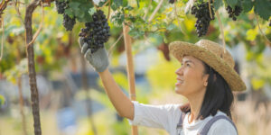 Mujeres cosechadoras