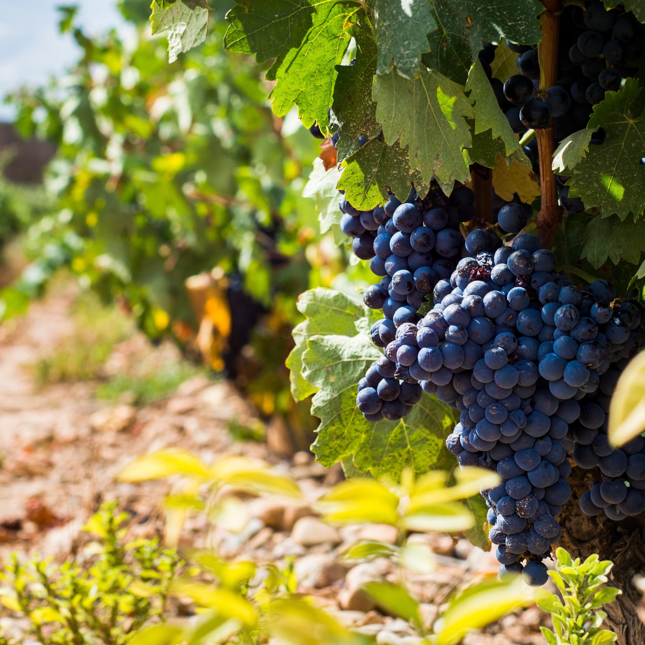 Uva Tempranillo